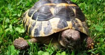 Tortuga