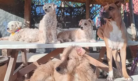 Perros callejeros